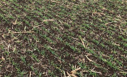 Sokoldalú vetéstechnológia