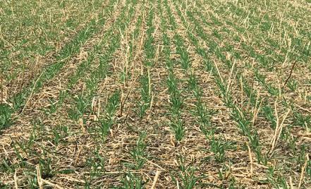 Sokoldalú vetéstechnológia