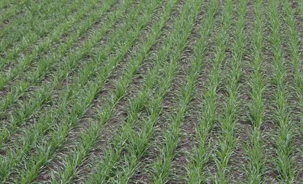 Sokoldalú vetéstechnológia