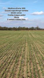 Így fest most az eForte 300 csirke trágya pellet+búza direktvetése 💪🏻💯
