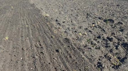 Multiva Optima EVO800 kombinátor demó, szántás elmunkáláson. 🖤🙂👌