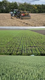 A Vetési Nap óta szép kalászokat hozott a kukorica tarlóba vetett búza 🌾